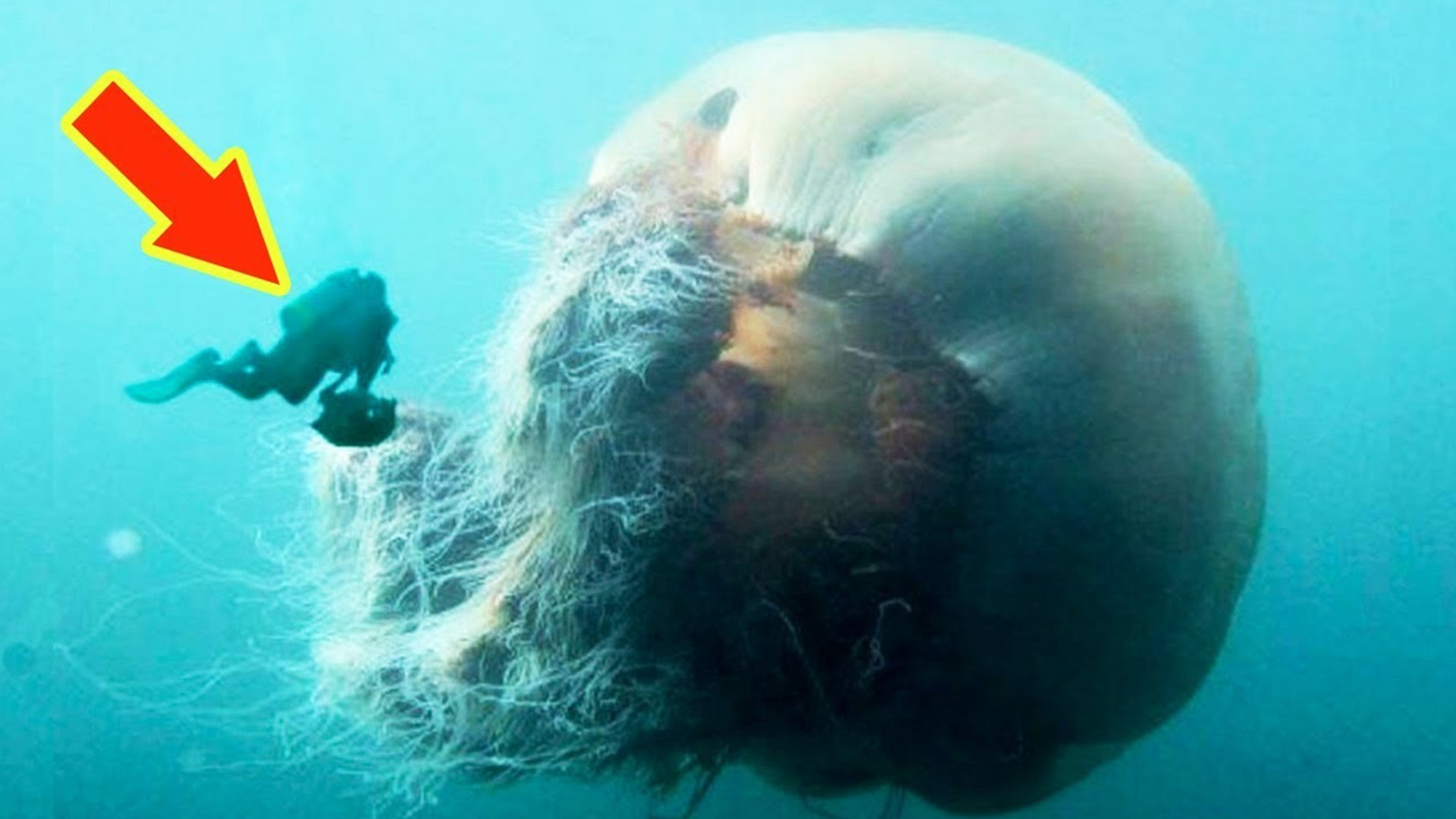 狮鬃水母号称深海猛兽,仅触须就有35米长,连虎鲸都不是对手?