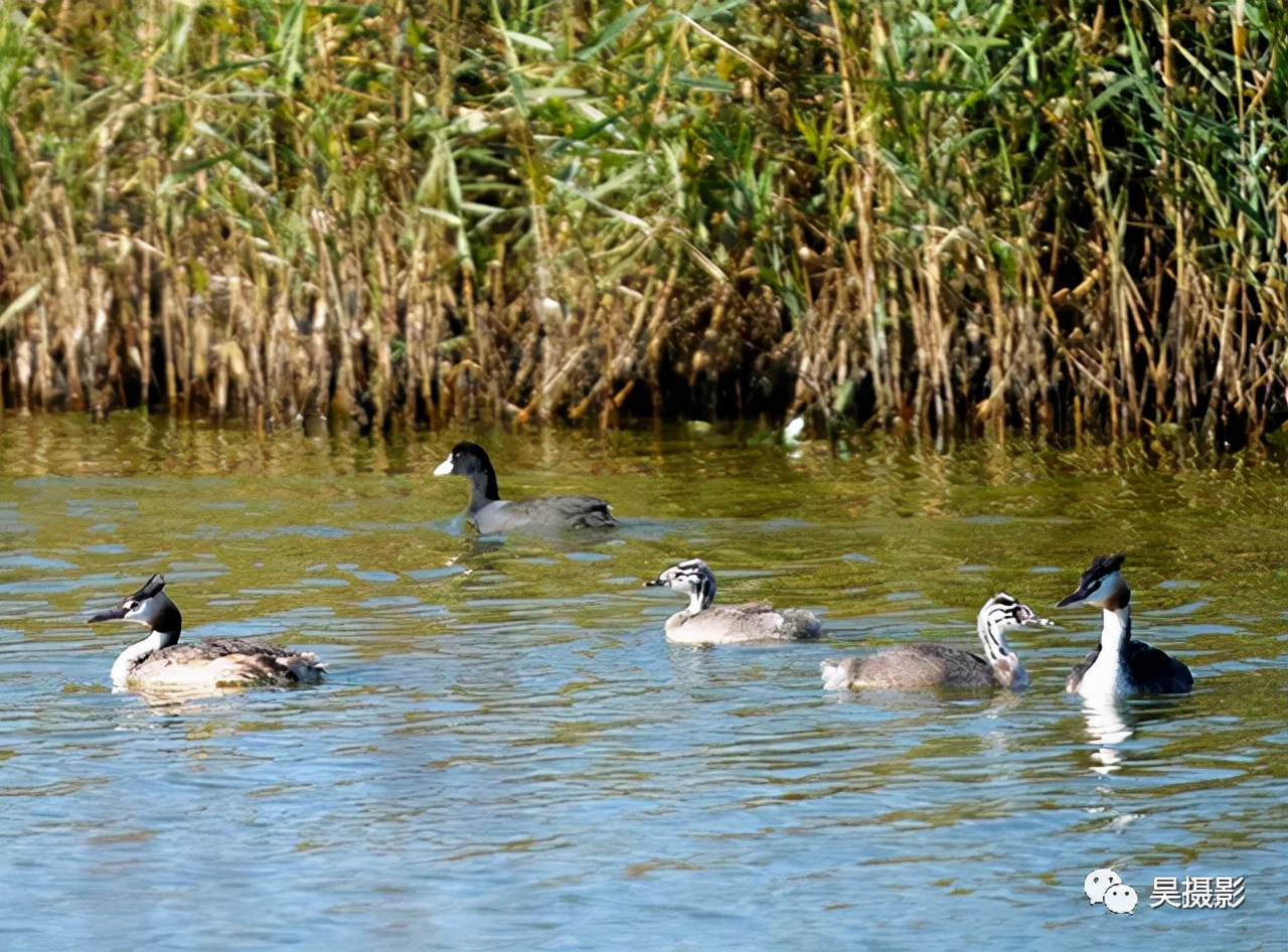 随着降温的大风,本市的观鸟季也如约而至,滨海新区大港湿地公园,八卦