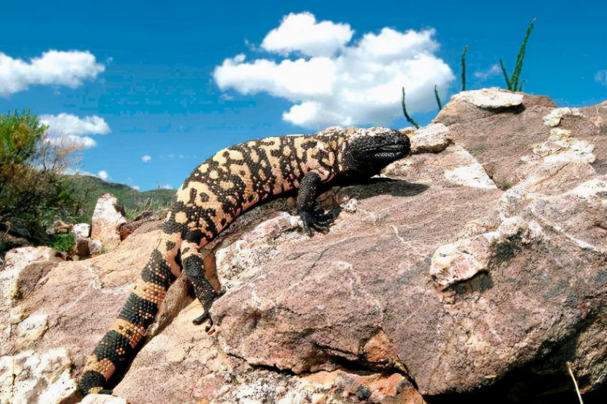 世界上最毒的蜥蜴毒蜥体长不超1米