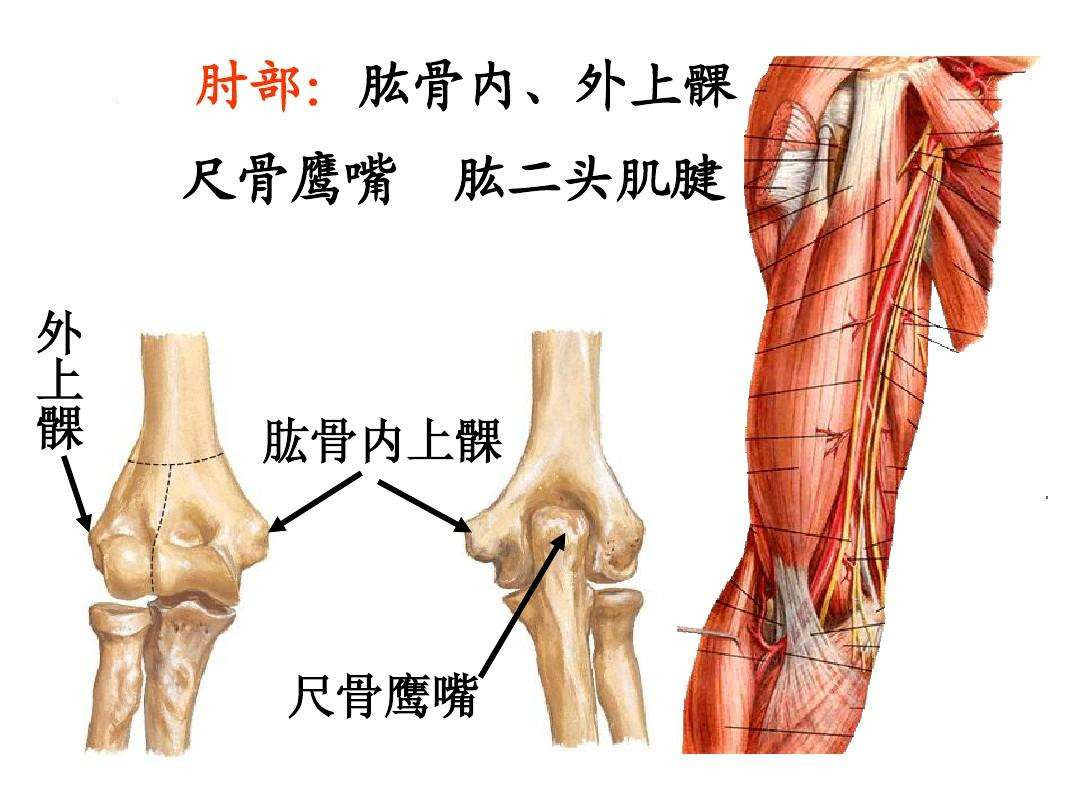 施展起来能"吓自己一跳"_对手_上肢_肌肉