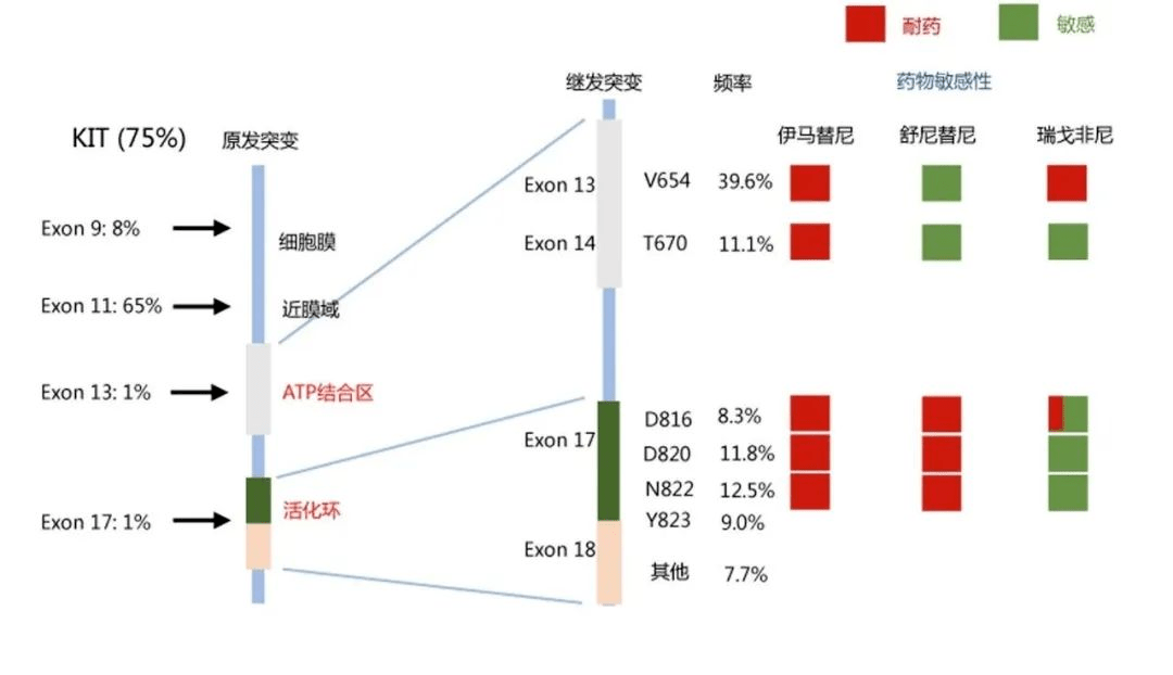 胃肠间质瘤关爱日期待国家医保助力好药不贵