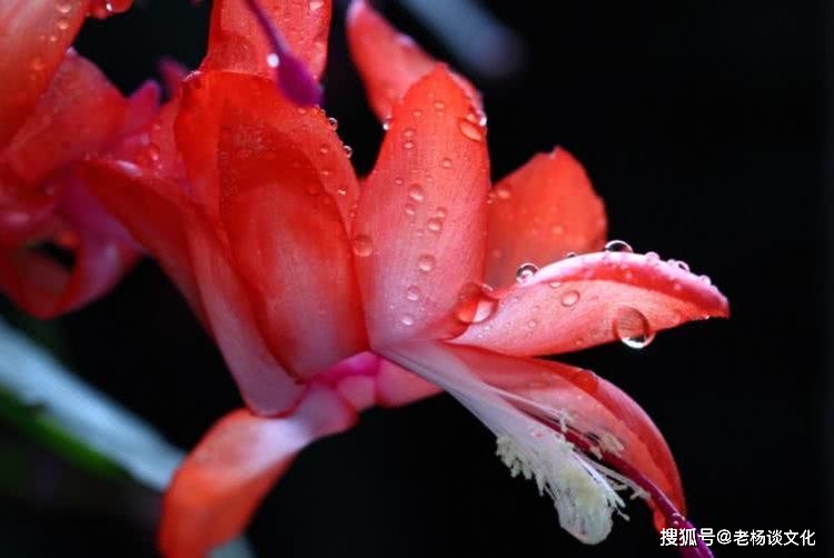7月开始事业大吉大利,大运加身,求财得财的四大生肖_朋友_五行_桃花