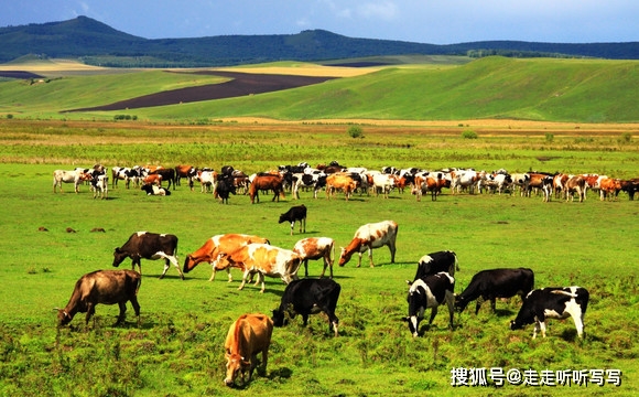 走进牛群中国商贸城_蒙城县_市场_用品