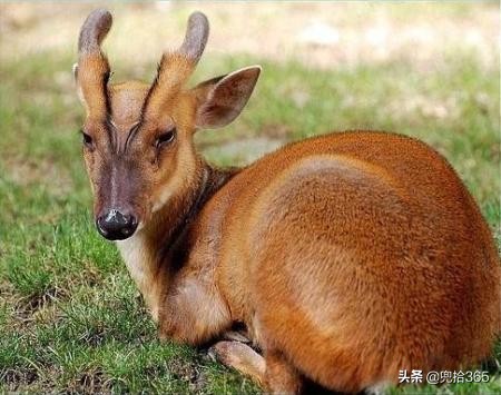 在我国,黄麂的分布范围广泛,种群数量趋势稳定,为保护它们,我国将其列