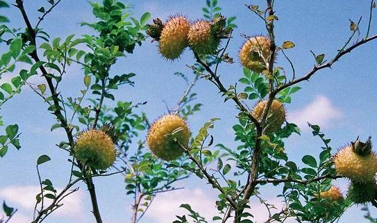 农村特色野果,消食健脾,收敛止泻—刺梨的栽培技术_果实_缫丝_椭圆