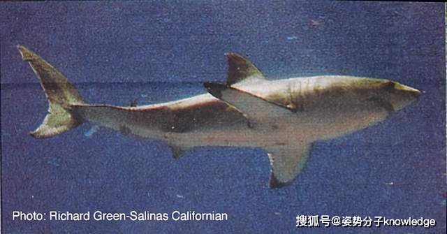 人类历史上32次圈养大白鲨,平均活不到24天,怎么可能商业化?