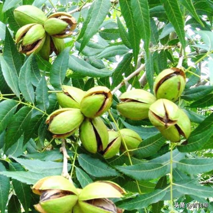 云南禄劝县山核桃的种植管护措施_雄花_品种_云新