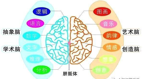 人类大脑事实开发了几？有10%吗