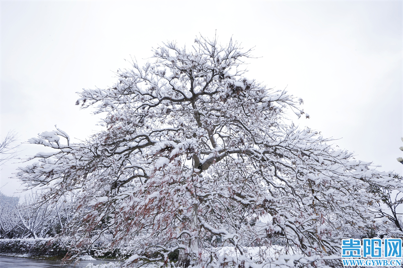 贵阳不雅山湖公园：雪花落枝头 游园赏美景