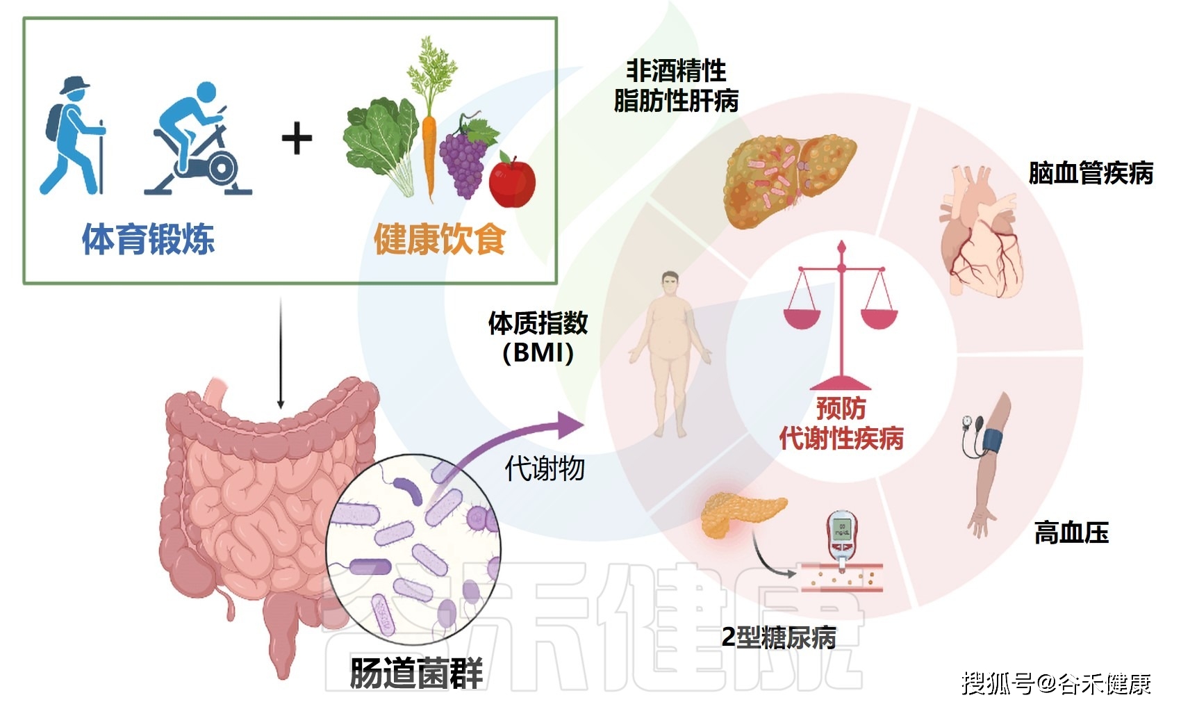 体育熬炼与饮食相连系：调理肠道菌群来预防治疗代谢性疾病