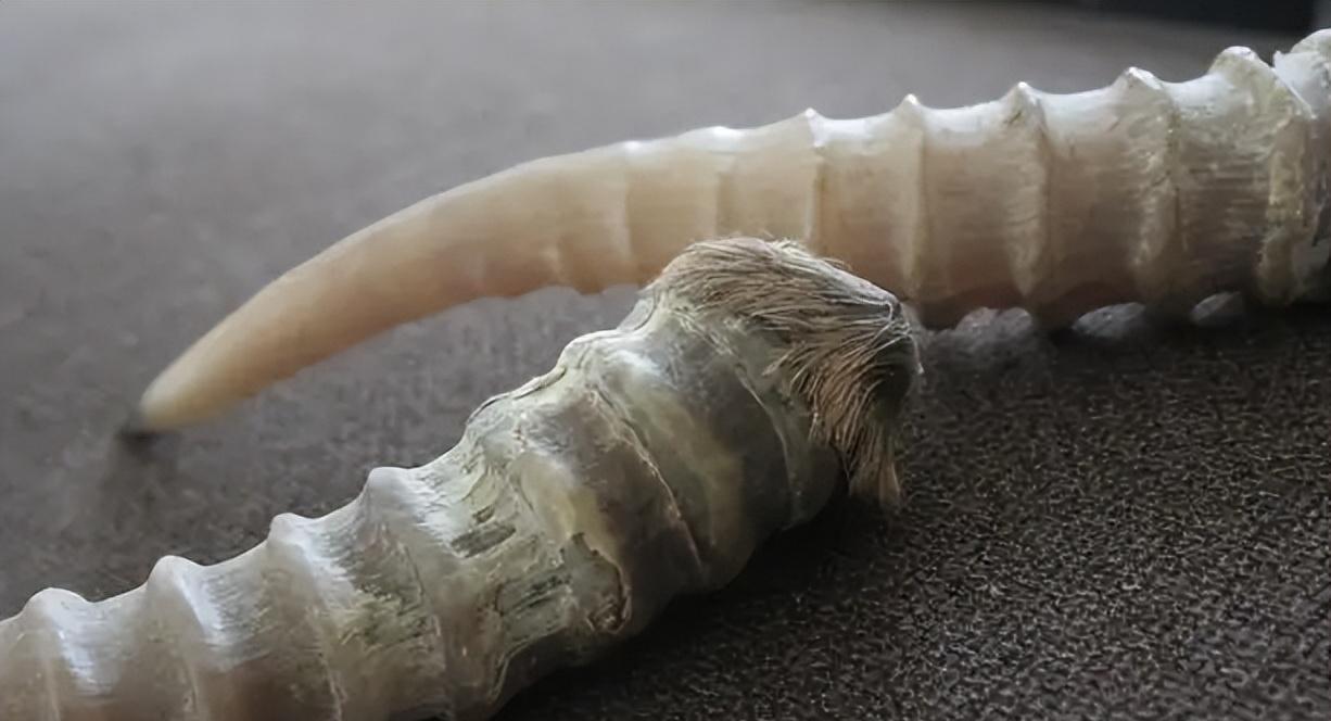 1949���½����������������ң�11���������ţ�ǽ������8���� ...