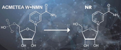 NMN和NAD+有什么关系？—健美圆素