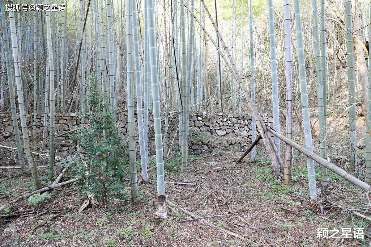 宁波无人区二十周年，探秘遗址，滴水岩冰瀑越冷越壮不雅