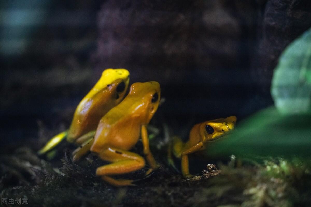 世间最美的生物_世间最美的生物_世间最美的生物