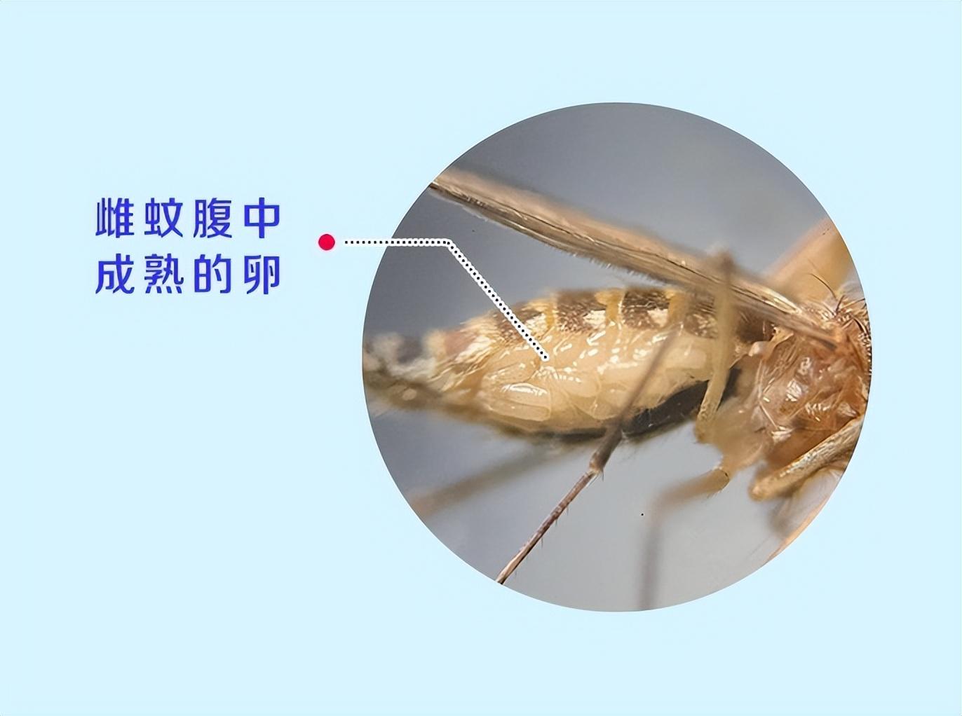 提议全面覆灭蚊子？蚊子在地球上有啥用？假设灭绝，会有何影响？