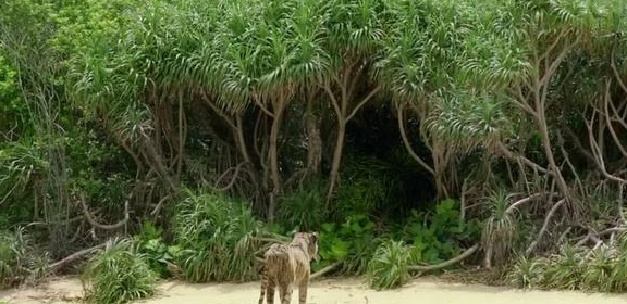 片子《少年派》赏析，在“人道”与“兽性”之间的奇异漂流！