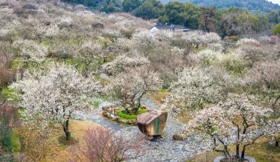 赏梅国风之旅，古寺禅意之旅……走进苏州太湖冬日生活