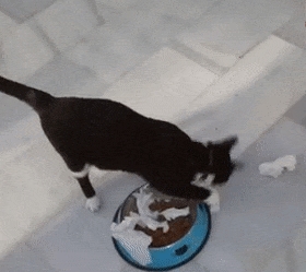 猫咪为什么会在进食过程中做出埋屎的动做？