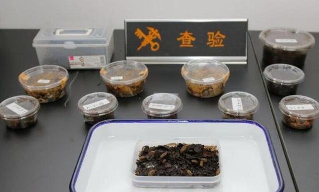 100余只日本“鼠妇”，被大连海关查获，那种动物毁坏力有多强？