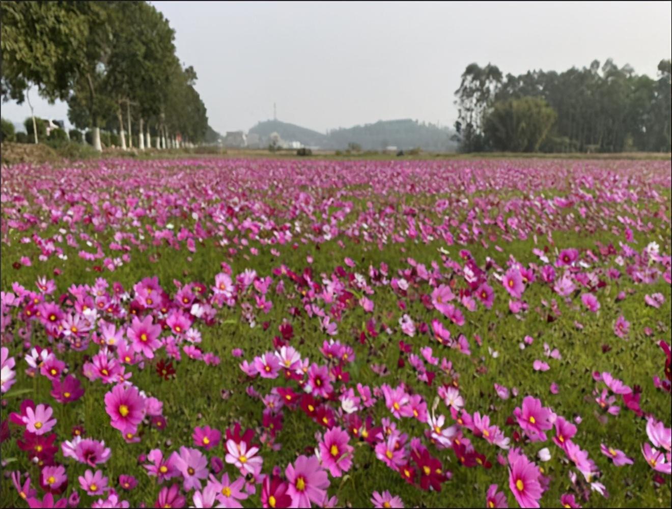 冯如故乡，格桑花开，油画般的梦幻世界，不容错过的春光打卡地