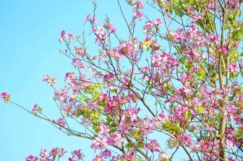 大片！钦州市区那些花海美哭了！你带着她，她带着丝巾