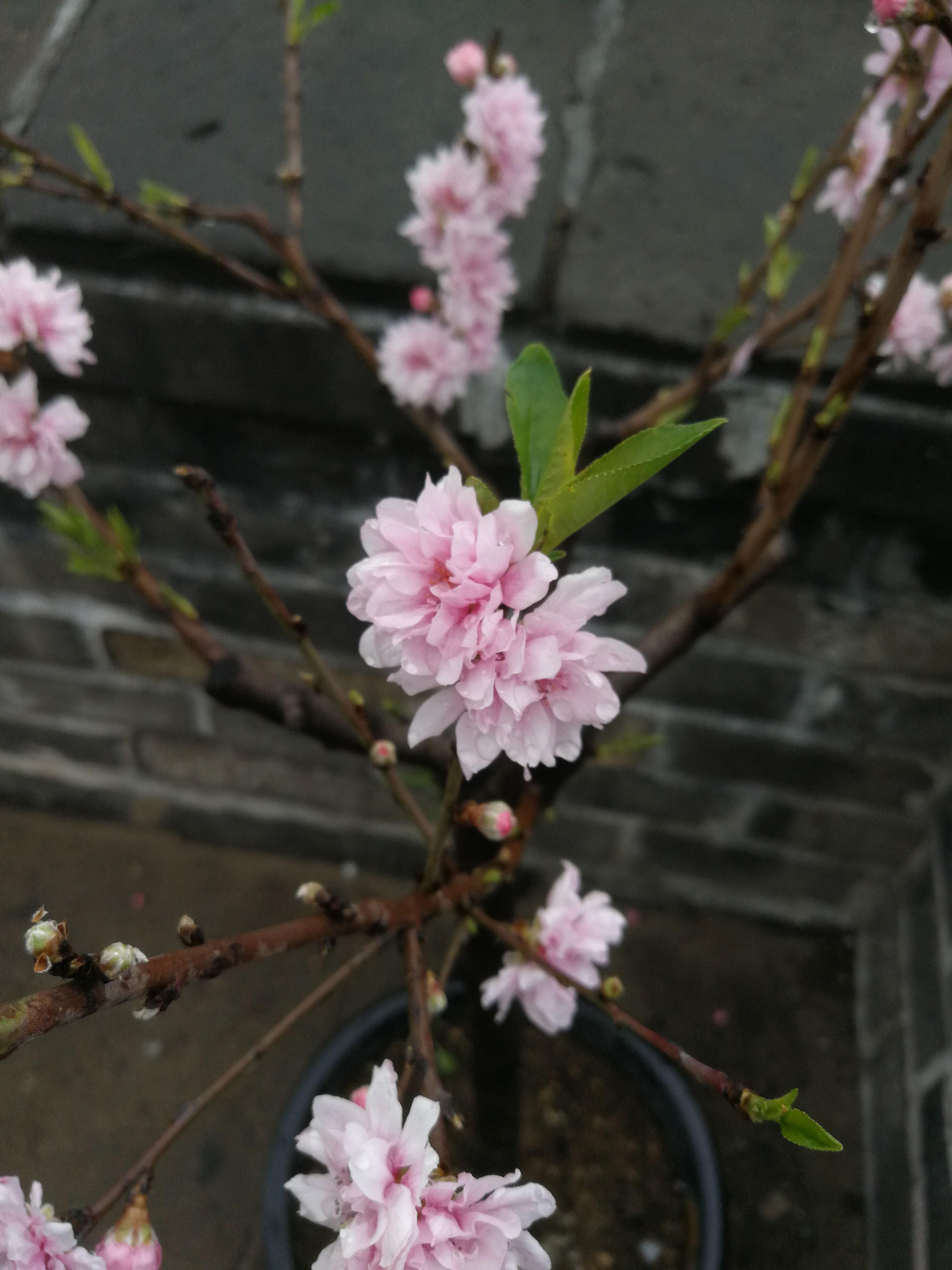 春日赏花图鉴，北京那片梅花即将盛开，就在二环里