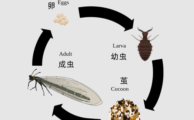 蚁狮没有肛门，一年只吃不拉屎，为什么不随粪便窒息而死呢？