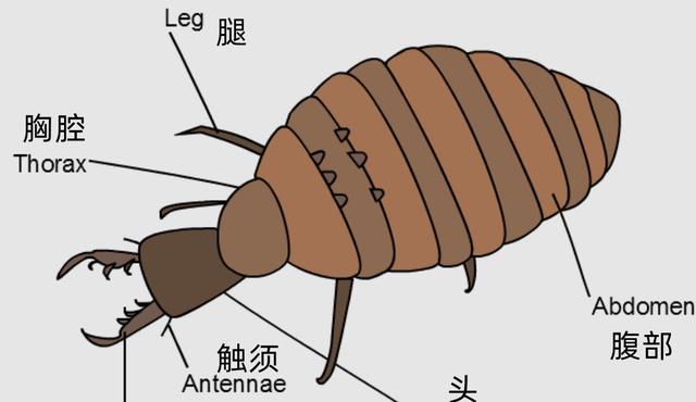 蚁狮没有肛门，一年只吃不拉屎，为什么不随粪便窒息而死呢？