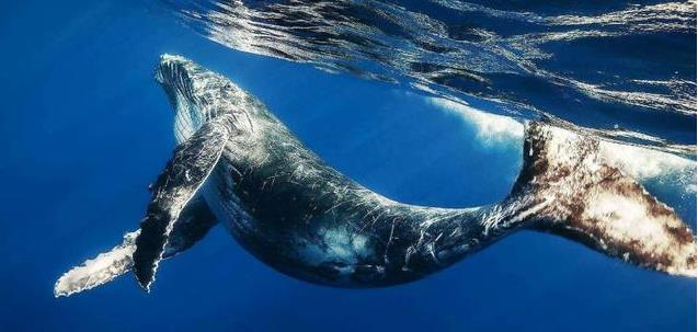 �ձ�Ϊʲô��ֲ�ɱ���㣿������Ϊ�˳��⣬������ͼֵ�� ...