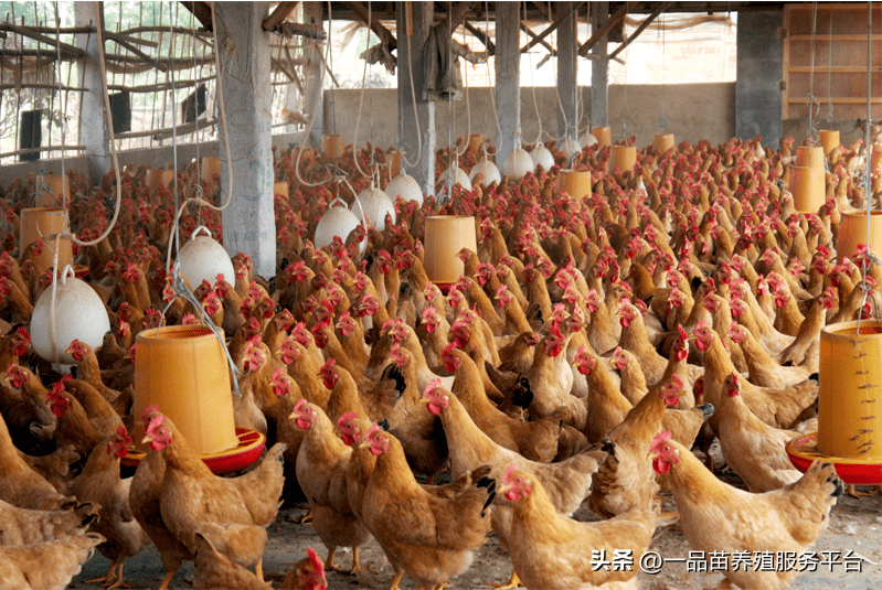 原创             家禽价格出现“苗肉分离”的罕见现象，今年家禽养殖还可行吗？