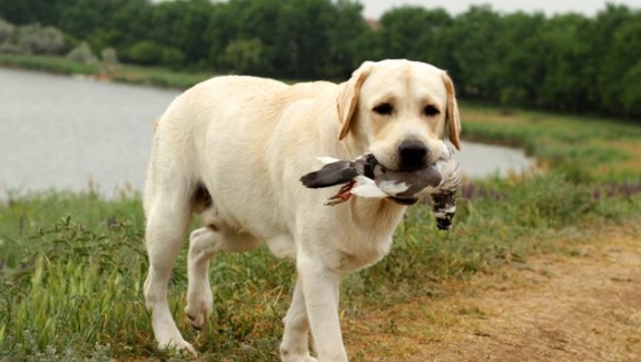 养拉布拉多犬，一个月需要花几钱？