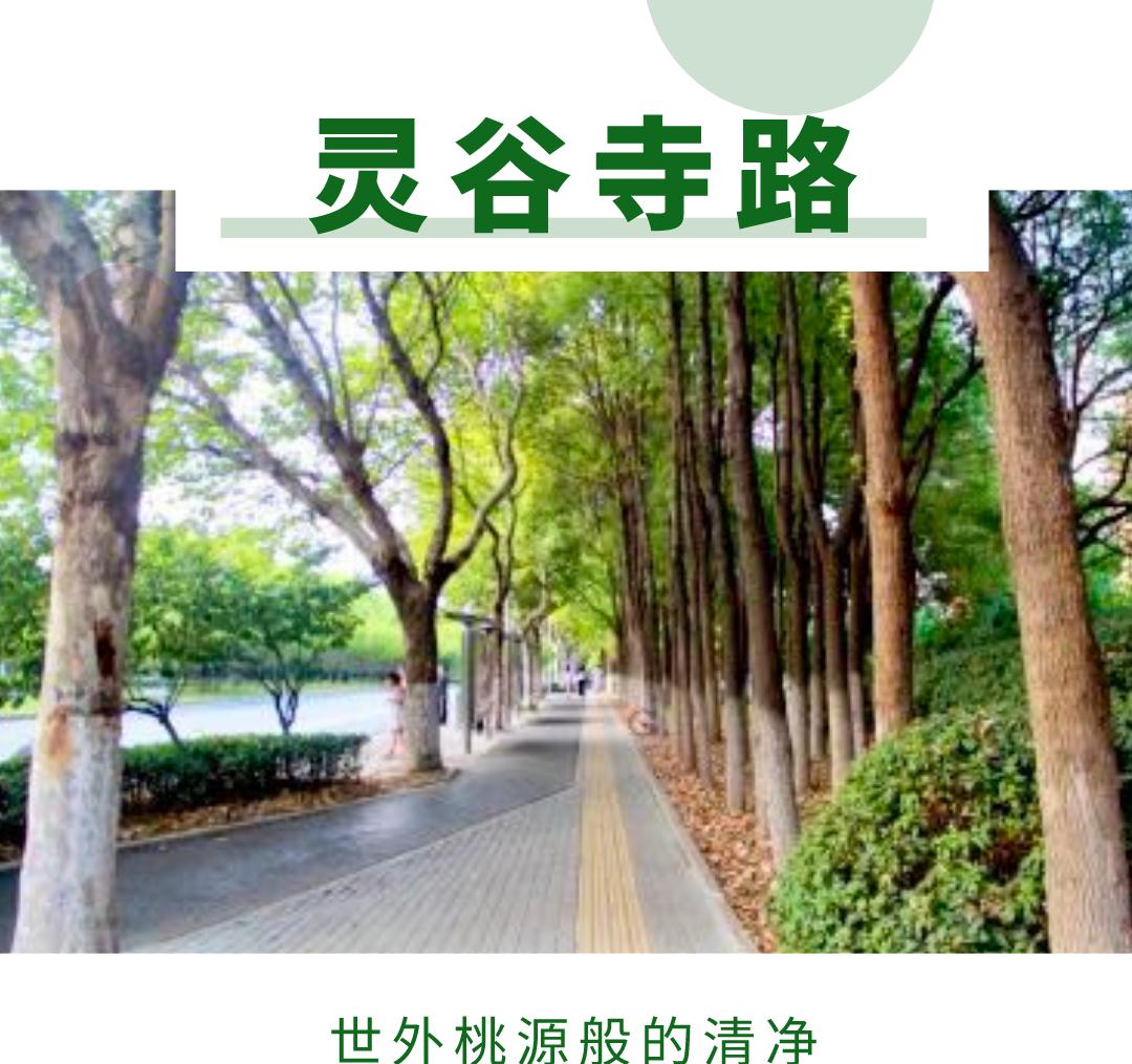 那个春天，你必然要来走走南京那几条路