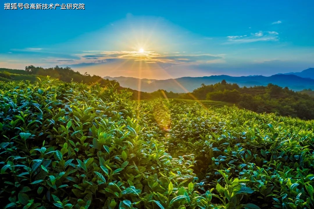 开云体育 开云平台云南省茶叶产业高质量发