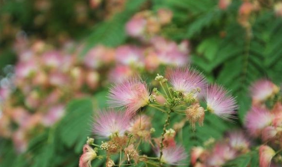 含羞草不开花或开花少？做好那几点，植株兴旺，花开多又美