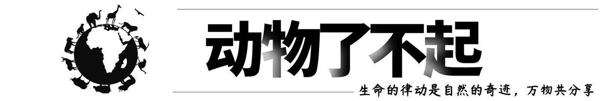 冰冻起来还有救吗？三种冬眠动物告诉你，完全没问题