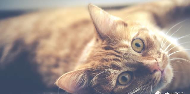 �������ˣ��������ˡ�������Ӱ�����õ��������