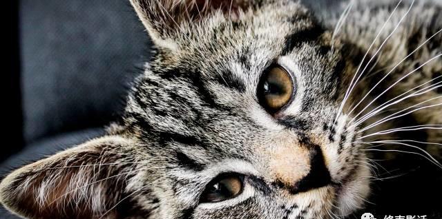 �������ˣ��������ˡ�������Ӱ�����õ��������