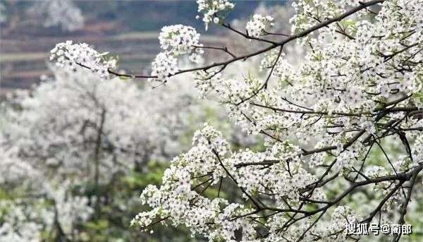 那份泸州春季赏花攻略已为你提早备好，酒城大地即将被它们铺满