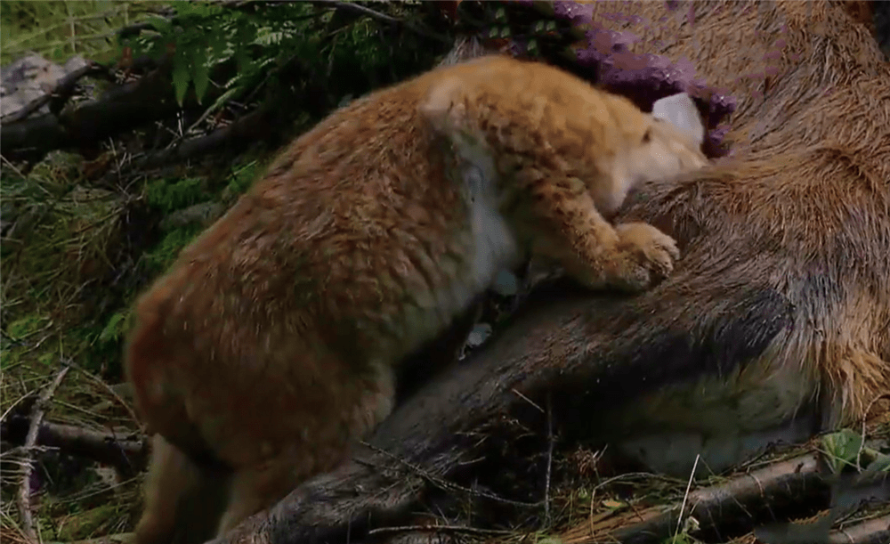 新疆呈现猞猁，咬死3只狼崽，又抢走母狼的食物，拖归去喂小猞猁