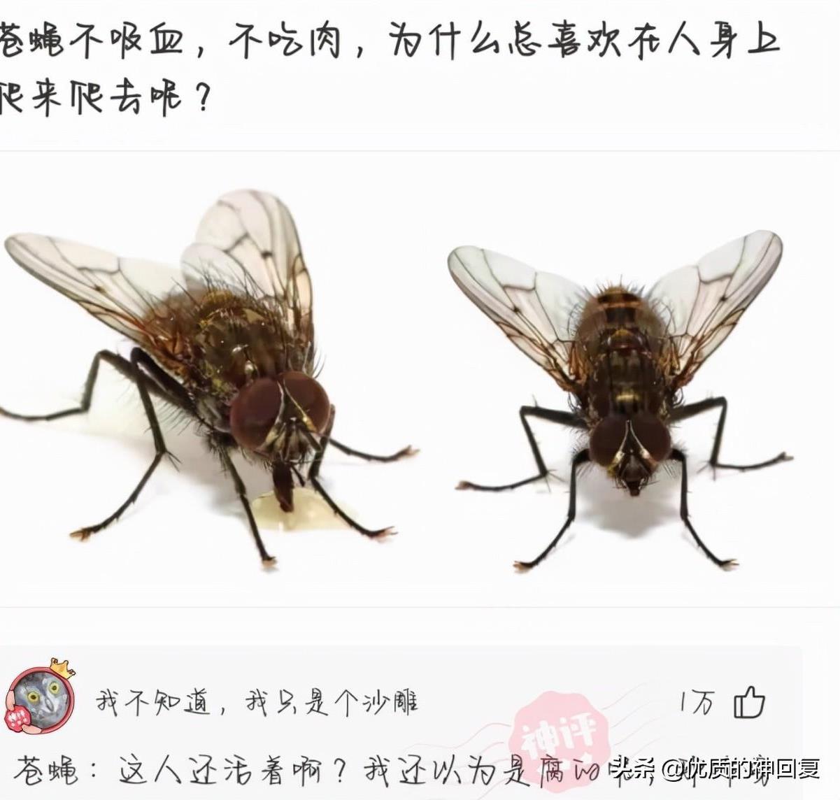 “某电子厂的早餐，连狗都不想吃！”评论区扎心了！哈哈哈