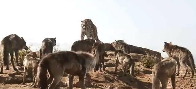 可见它来人受怕打一个生肖动物，最终结果马上揭晓