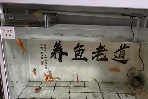 12条小小的饲料鱼，生活在80厘米的鱼缸里，为什么还会缺氧？