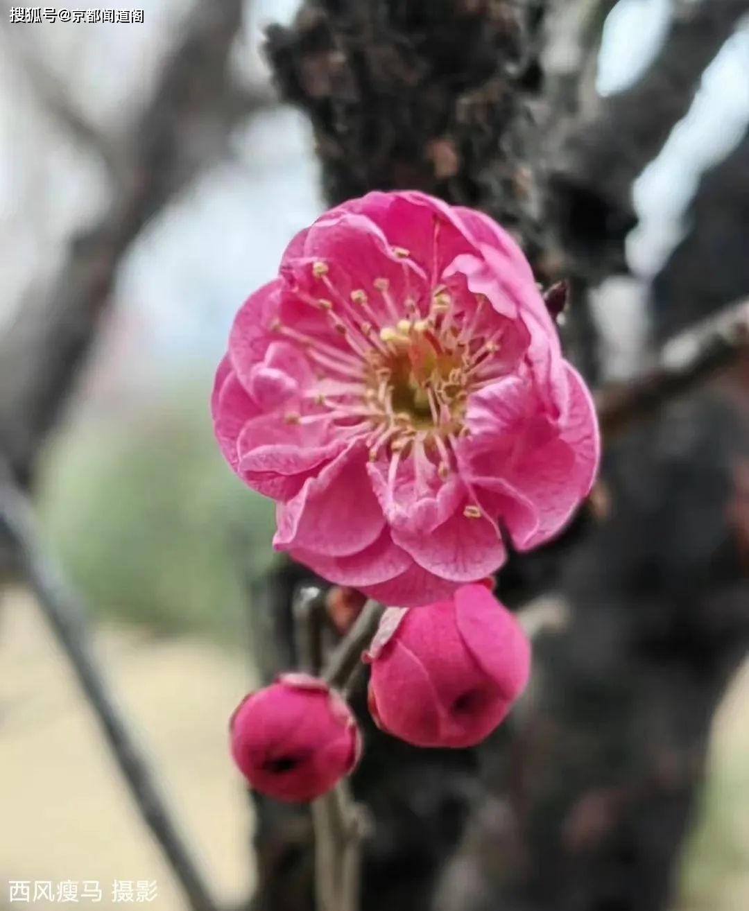 摄影配诗：茵陈（外两首）