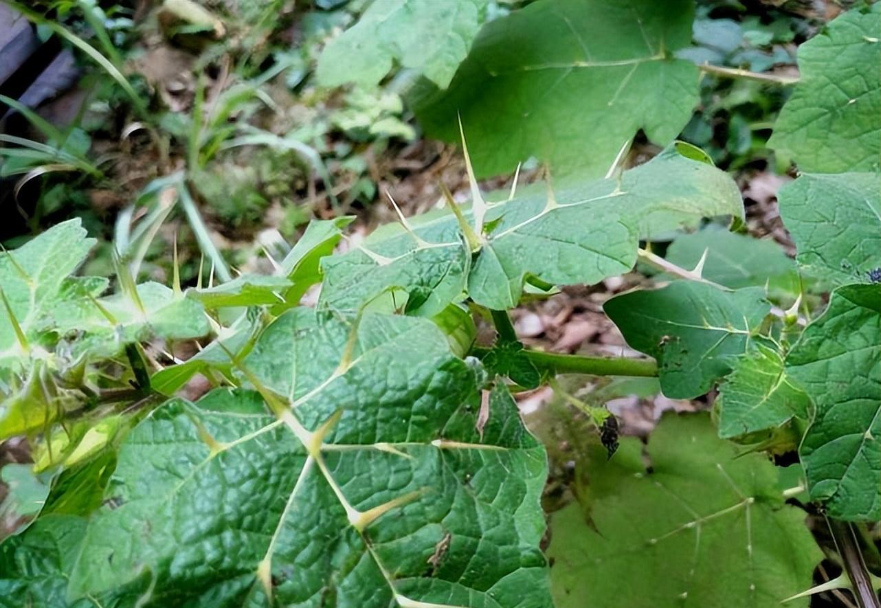 与土豆和番茄同科，果实酷似小西瓜，人称“牙痛果”，殊不知剧毒