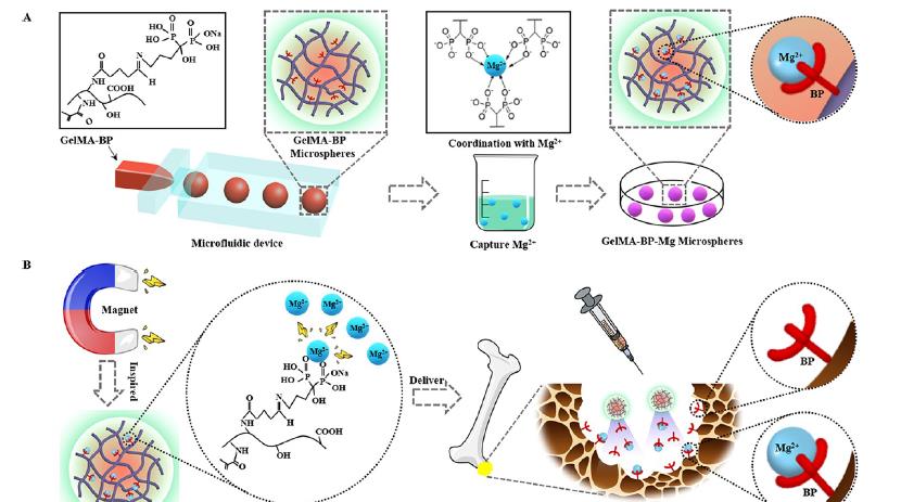 水凝胶微球应用集锦：骨修复研究