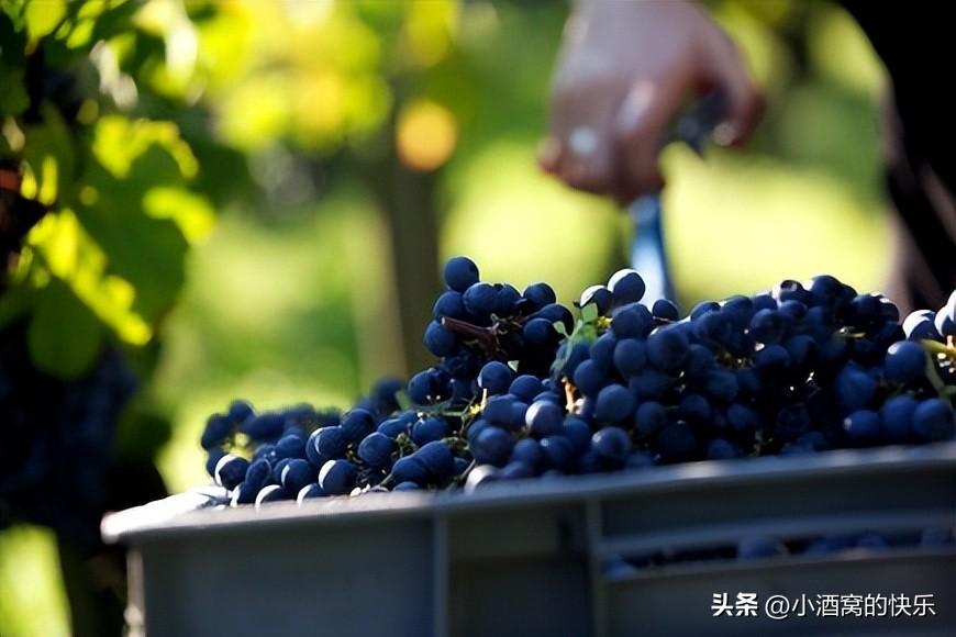 �����������ׯ-�������׾�ׯ��Chateau Clerc Milon��