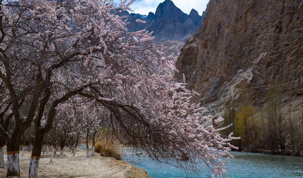 春日踏青，去寻找国内最美的十个赏花地