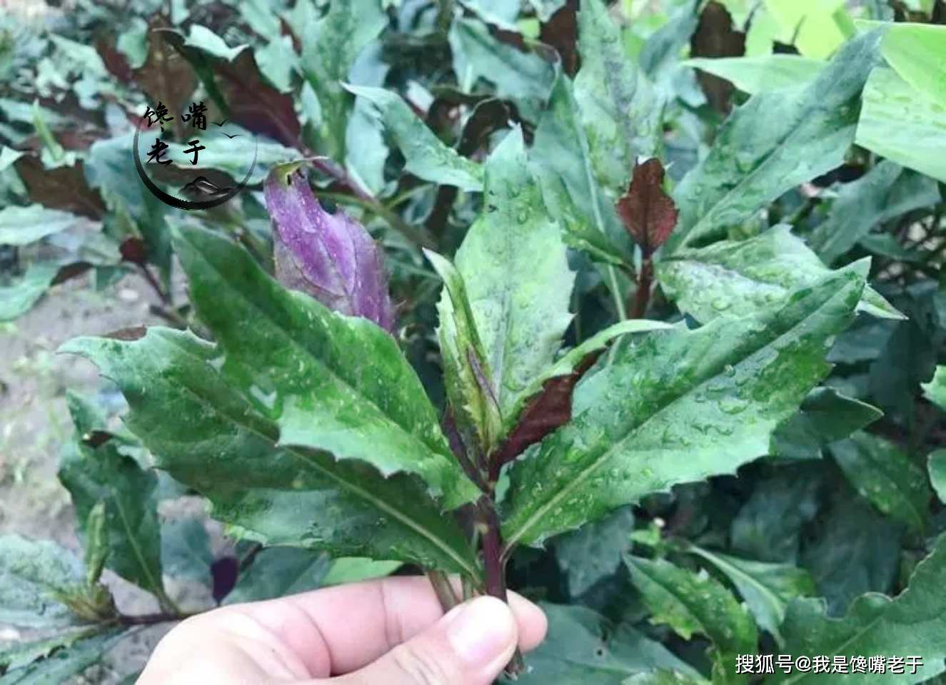 常吃野菜益处多，但那7种野菜不要吃，今天才弄大白，长常识了