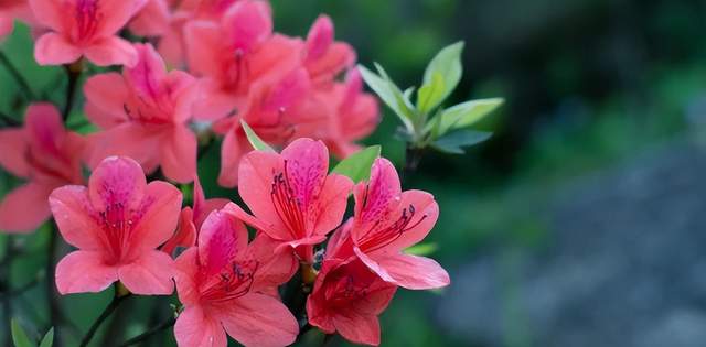 春满怀宁百花开，保藏那份春游怀宁赏花攻略，带你玩转怀宁的春天！