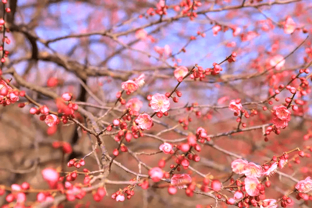 春满怀宁百花开，保藏那份春游怀宁赏花攻略，带你玩转怀宁的春天！